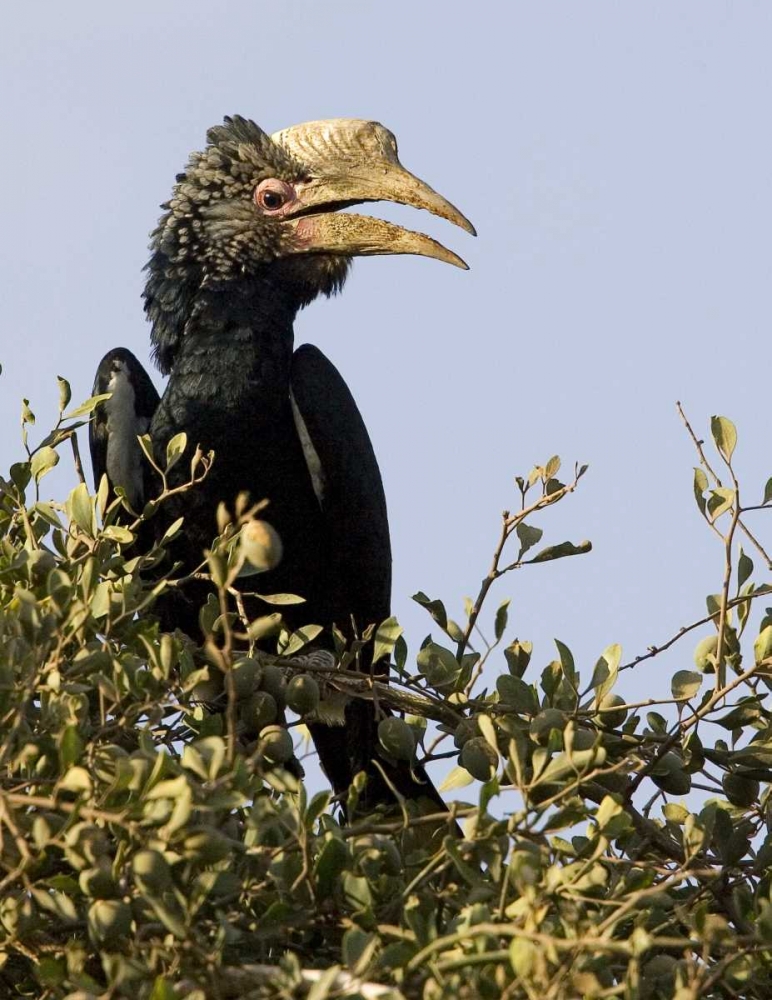 Kenya Silvery-cheeked hornbill bird in tree